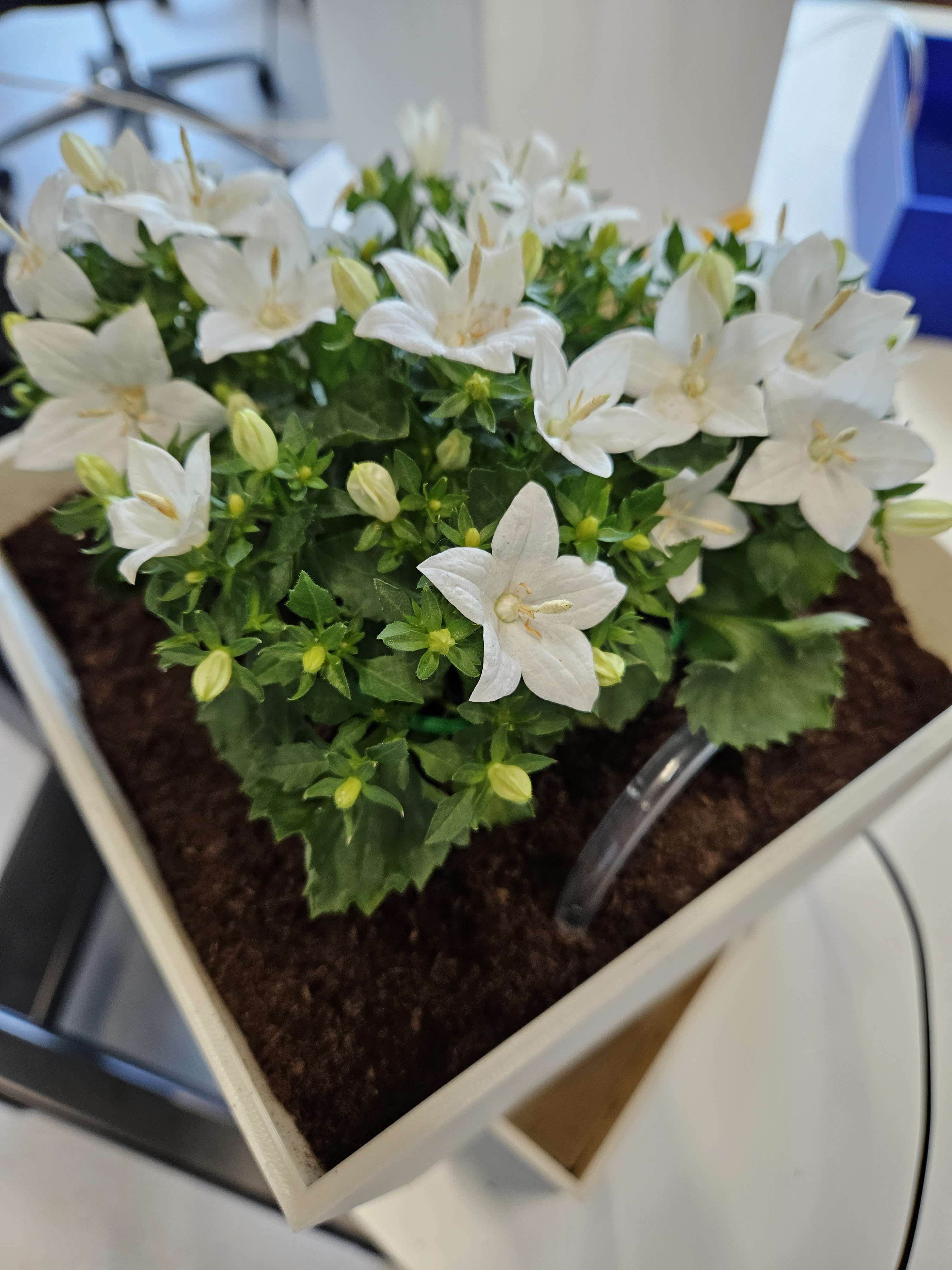 DWGS irrigation system - landscape view 1